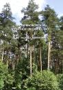 Скачать Серебряноборское опытное лесничество: 65 лет лесного мониторинга - Коллектив авторов