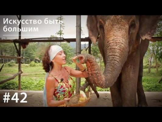 Слон: Искусство быть большим - Евгения Тимонова Всё как у зверей в Азии