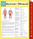 Скачать Anatomy (Human) (Speedy Study Guides) - Speedy Publishing