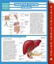 Скачать Digestive System (Humans) (Speedy Study Guides) - Speedy Publishing