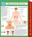 Скачать Endocrine System (Speedy Study Guides) - Speedy Publishing