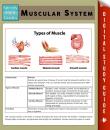 Скачать Muscular System (Speedy Study Guides) - Speedy Publishing