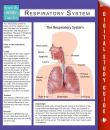 Скачать Respiratory System (Speedy Study Guides) - Speedy Publishing